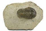 Detailed Proetid (Gerastos) Trilobite Fossil - Morocco #340253-2